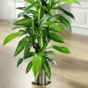 Dracena-Palme