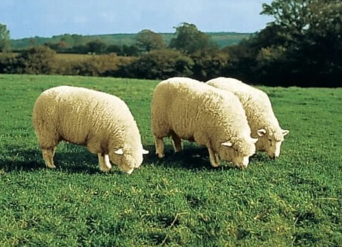 Merino-Lammfell-Sitzauflage in Tierform