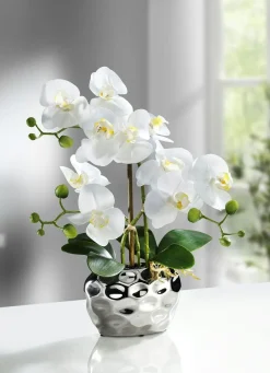 Orchidee im Topf