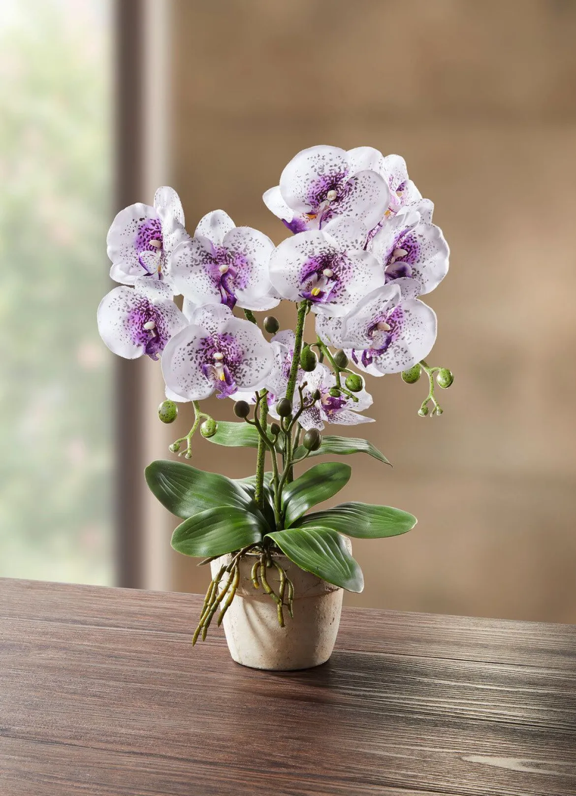 Orchidee im Topf