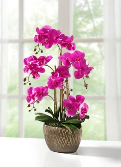 Orchidee im Topf