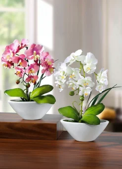 Orchideen in Keramikschale, 2er-Set