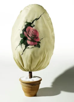 Vlieshaube Rose