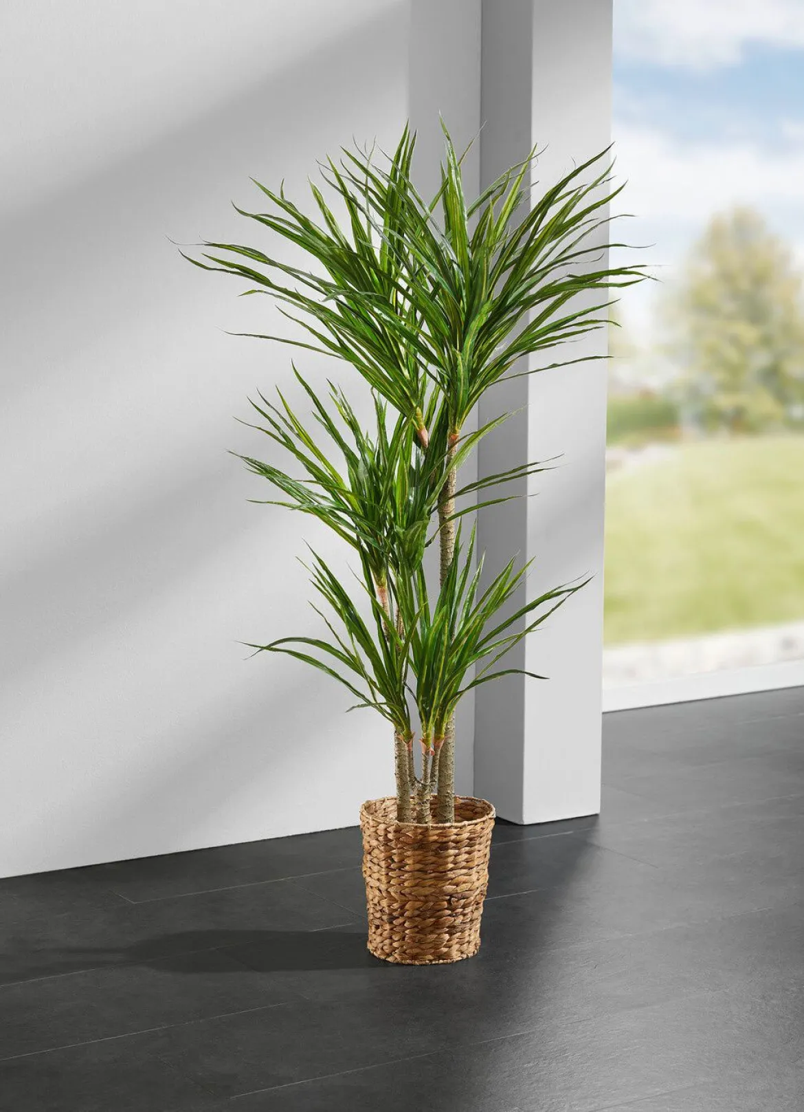 Yucca-Palme im Topf